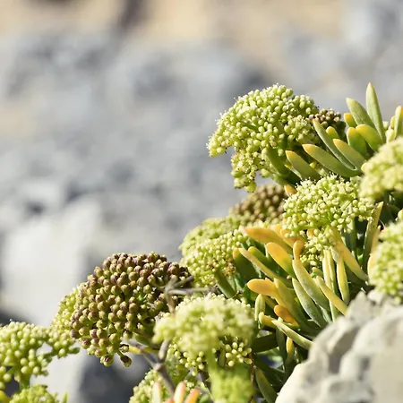 Vila Casa Dos Cogumelos - Retiro Exclusivo A Beira Mar